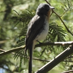 Myiagra rubecula at Mallacoota, VIC - 5 Feb 2023