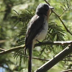 Myiagra rubecula at Mallacoota, VIC - 5 Feb 2023