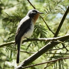 Myiagra rubecula at Mallacoota, VIC - 5 Feb 2023 02:31 PM