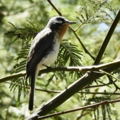 Myiagra rubecula at Mallacoota, VIC - 5 Feb 2023