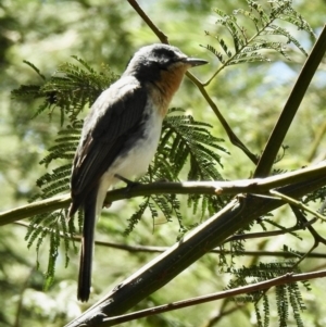 Myiagra rubecula at Mallacoota, VIC - 5 Feb 2023 02:31 PM