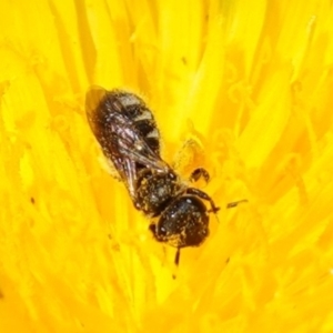 Lasioglossum (Chilalictus) sp. (genus & subgenus) (Halictid bee) at Bungonia, NSW by RobG1