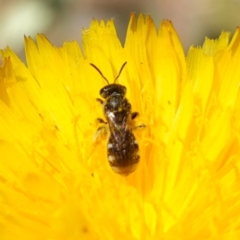 Lasioglossum (Chilalictus) sp. (genus & subgenus) at Bungonia, NSW - 15 Dec 2022