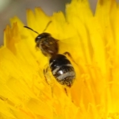 Lasioglossum (Chilalictus) sp. (genus & subgenus) at Bungonia, NSW - 15 Dec 2022