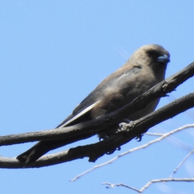 Artamus cyanopterus (Dusky Woodswallow) at Mallacoota, VIC - 5 Feb 2023 by GlossyGal