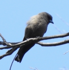 Artamus cyanopterus at Mallacoota, VIC - 5 Feb 2023 03:00 PM