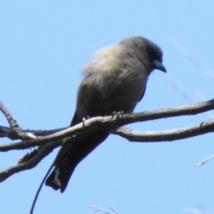 Artamus cyanopterus at Mallacoota, VIC - 5 Feb 2023 03:00 PM