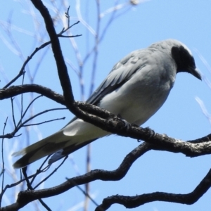 Coracina novaehollandiae at Mallacoota, VIC - 5 Feb 2023