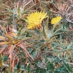 Carthamus lanatus (Saffron Thistle) at Fadden, ACT - 7 Feb 2023 by KumikoCallaway