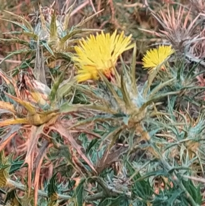 Carthamus lanatus (Saffron Thistle) at Fadden, ACT - 7 Feb 2023 by KumikoCallaway