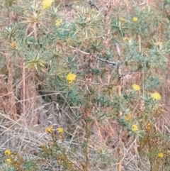 Carthamus lanatus at Fadden, ACT - 8 Feb 2023