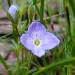 Veronica gracilis (Slender Speedwell) at Paddys River, ACT - 16 Dec 2022 by RobG1