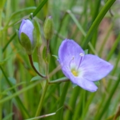 Veronica gracilis at Paddys River, ACT - suppressed