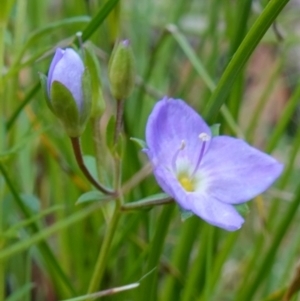 Veronica gracilis at Paddys River, ACT - 16 Dec 2022