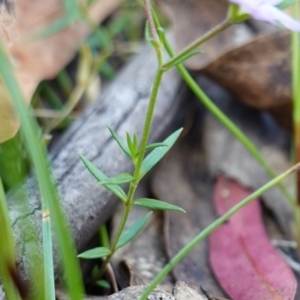 Veronica gracilis at Paddys River, ACT - 16 Dec 2022