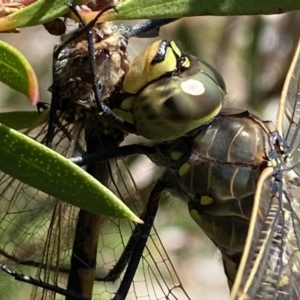 Anax papuensis at Mallacoota, VIC - 5 Feb 2023