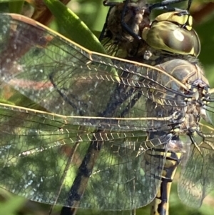 Anax papuensis at Mallacoota, VIC - 5 Feb 2023