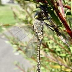 Anax papuensis at Mallacoota, VIC - 5 Feb 2023