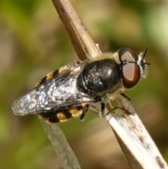 Odontomyia sp. (genus) (A soldier fly) at Namadgi National Park - 16 Dec 2022 by RobG1