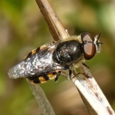 Odontomyia sp. (genus) (A soldier fly) at Paddys River, ACT - 16 Dec 2022 by RobG1