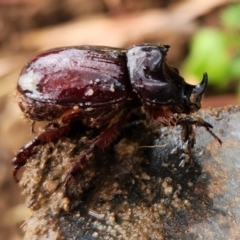 Dasygnathus trituberculatus (Rhinoceros beetle) at Macquarie, ACT - 8 Feb 2023 by NathanaelC