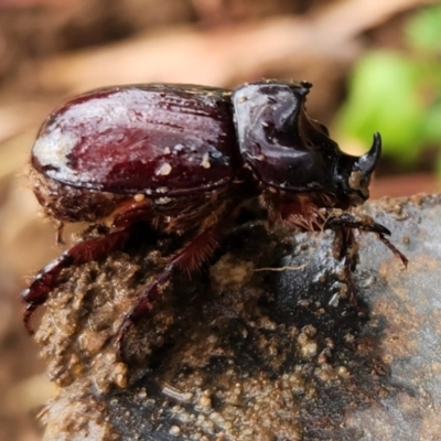 Dasygnathus sp. (Rhinoceros beetle) at Macquarie, ACT - 8 Feb 2023 by NathanaelC