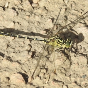 Austrogomphus guerini at Bombala, NSW - 6 Feb 2023