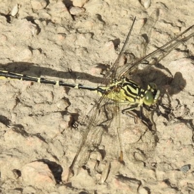 Austrogomphus guerini (Yellow-striped Hunter) at Bombala, NSW - 6 Feb 2023 by GlossyGal