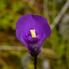 Utricularia dichotoma (Fairy Aprons, Purple Bladderwort) at Paddys River, ACT - 16 Dec 2022 by RobG1