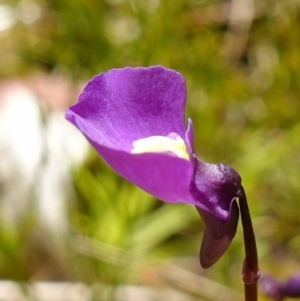 Utricularia dichotoma at suppressed - 16 Dec 2022