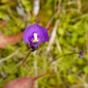 Utricularia dichotoma at suppressed - 16 Dec 2022