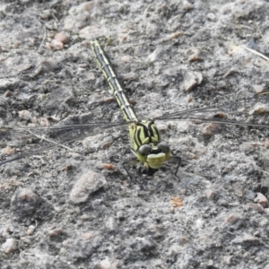 Austrogomphus guerini at Bombala, NSW - 6 Feb 2023 05:54 PM