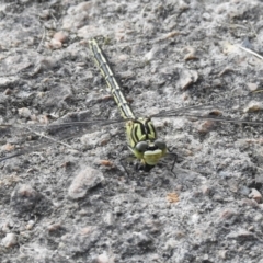 Austrogomphus guerini (Yellow-striped Hunter) at Bombala, NSW - 6 Feb 2023 by GlossyGal