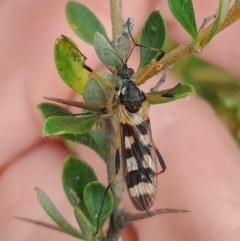 Gynoplistia (Gynoplistia) bella (A crane fly) at Holder Wetlands - 5 Jan 2023 by Miranda