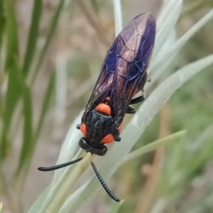 Pterygophorus cinctus at Holder, ACT - 5 Jan 2023 01:54 PM