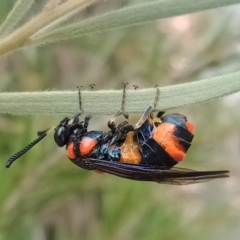 Pterygophorus cinctus at Holder, ACT - 5 Jan 2023 01:54 PM