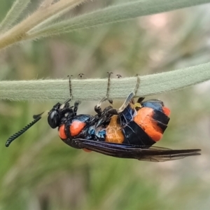 Pterygophorus cinctus at Holder, ACT - 5 Jan 2023 01:54 PM