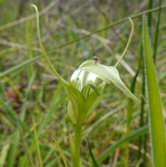 Pterostylis falcata (Sickle Greenhood) at Paddys River, ACT - 16 Dec 2022 by RobG1