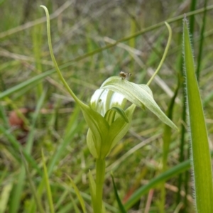 Pterostylis falcata (Sickle Greenhood) at Paddys River, ACT by RobG1