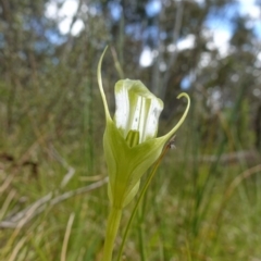 Pterostylis falcata at Paddys River, ACT - 16 Dec 2022