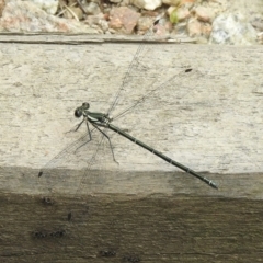 Austroargiolestes icteromelas (Common Flatwing) at Genoa, VIC - 7 Feb 2023 by GlossyGal