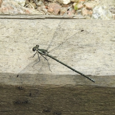 Austroargiolestes icteromelas (Common Flatwing) at Genoa, VIC - 7 Feb 2023 by GlossyGal