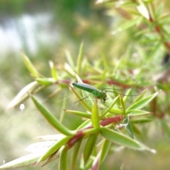 Chironomidae (family) (Non-biting Midge) at Holder, ACT - 12 Feb 2022 by Miranda