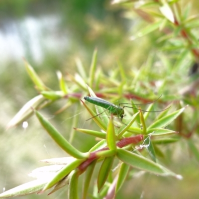 Chironomidae (family) (Non-biting Midge) at Holder Wetlands - 12 Feb 2022 by Miranda