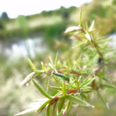 Chironomidae (family) at Holder, ACT - 13 Feb 2022