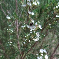 Bombyliidae (family) (Unidentified Bee fly) at Molonglo Valley, ACT - 31 Dec 2022 by Miranda