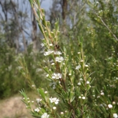 Bombyliidae (family) at Molonglo Valley, ACT - 31 Dec 2022