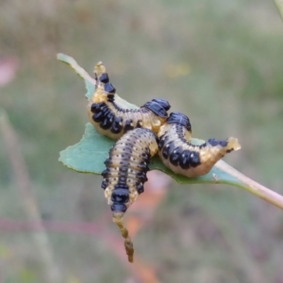 Paropsis atomaria (Eucalyptus leaf beetle) at Pine Island to Point Hut - 8 Feb 2023 by michaelb