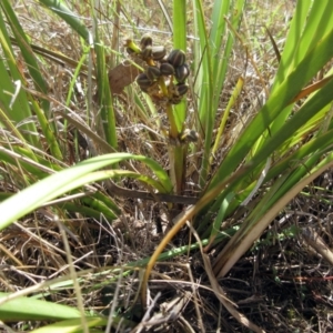 Lomandra multiflora at Molonglo Valley, ACT - 7 Feb 2023 12:25 PM