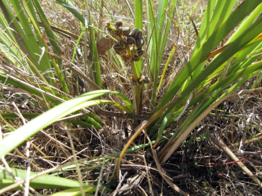 Lomandra multiflora at Molonglo Valley, ACT - 7 Feb 2023